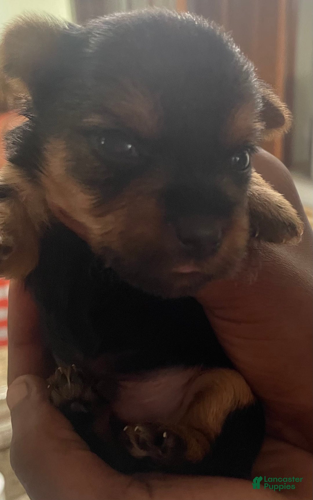 Yorkshire Terrier dogs for sale: Buddy - Image 4