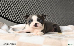 Boston Terrier dogs for sale: Jade - Image 5