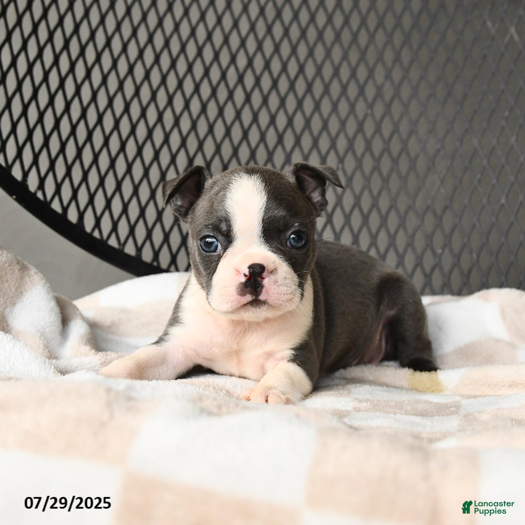 Boston Terrier dogs for sale: Jade - Image 5