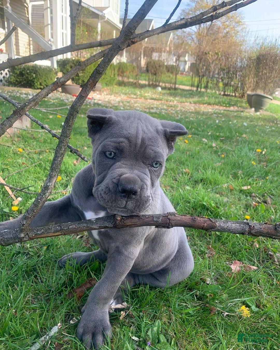 Cane Corso dogs for sale: Draco - Image 5
