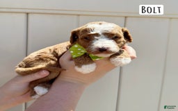 Mini Goldendoodle dogs for sale: Petite Bolt - Image 4