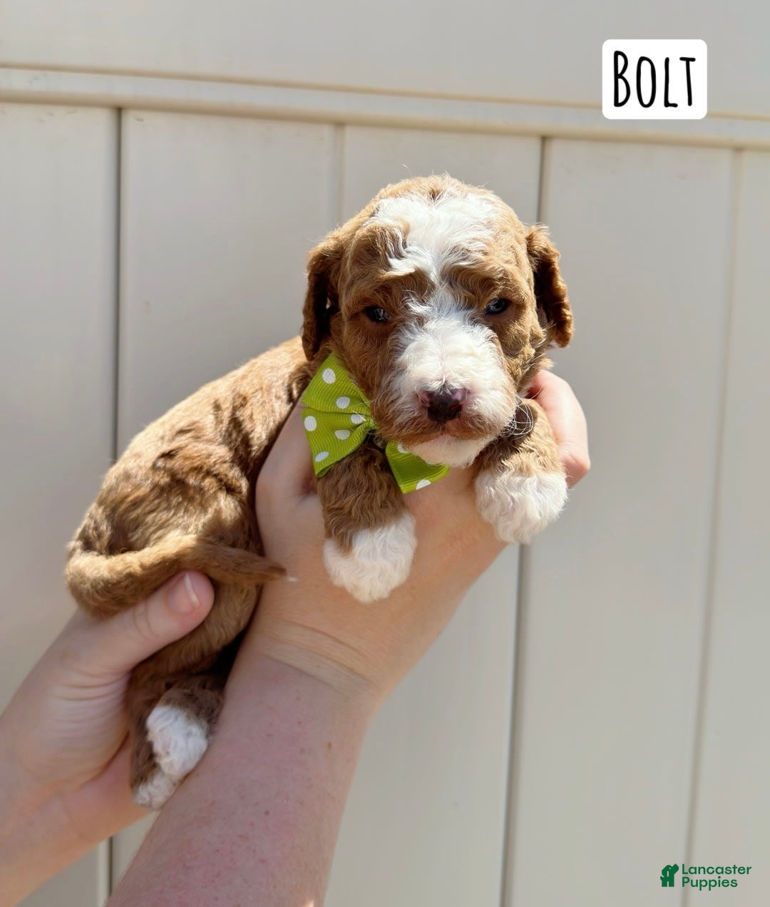 Mini Goldendoodle dogs for sale: Petite Bolt - Image 4