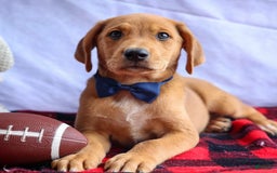 Beagle dogs for sale: Charlie - Image 17