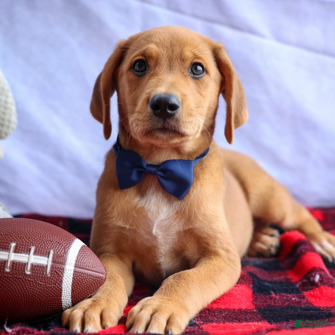 Beagle dogs for sale: Charlie - Image 17