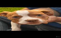American Pit Bull Terrier dogs for sale: Willis - Image 2