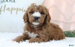 Goldendoodle dogs for sale: Riley - Image 5