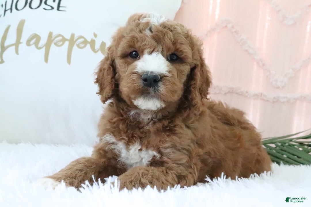 Goldendoodle dogs for sale: Riley - Image 5