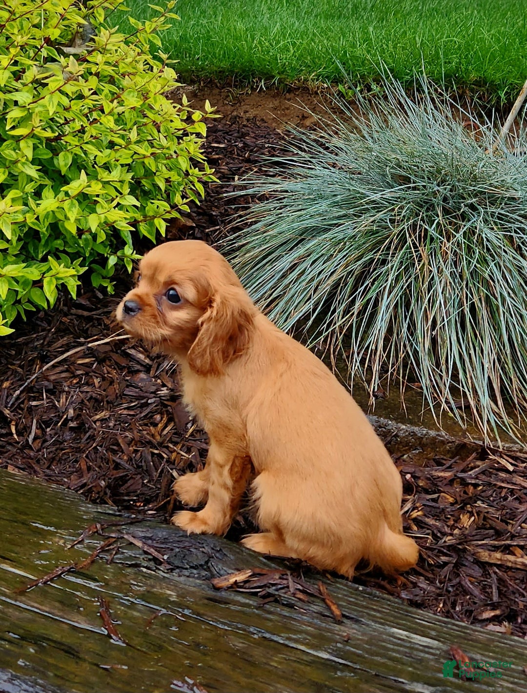 Cavapoo dogs for sale: Ruby - Image 2