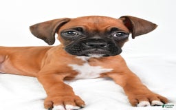 Boxer dogs for sale: Draco - Image 3