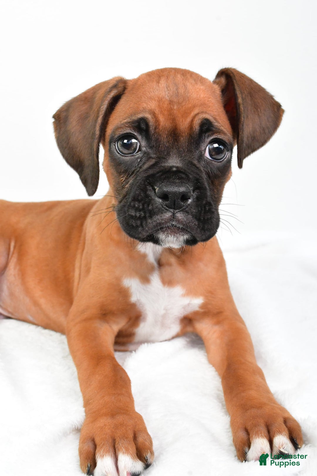 Boxer dogs for sale: Draco - Image 3