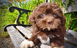 Havapoo dogs for sale: Classy - Image 7