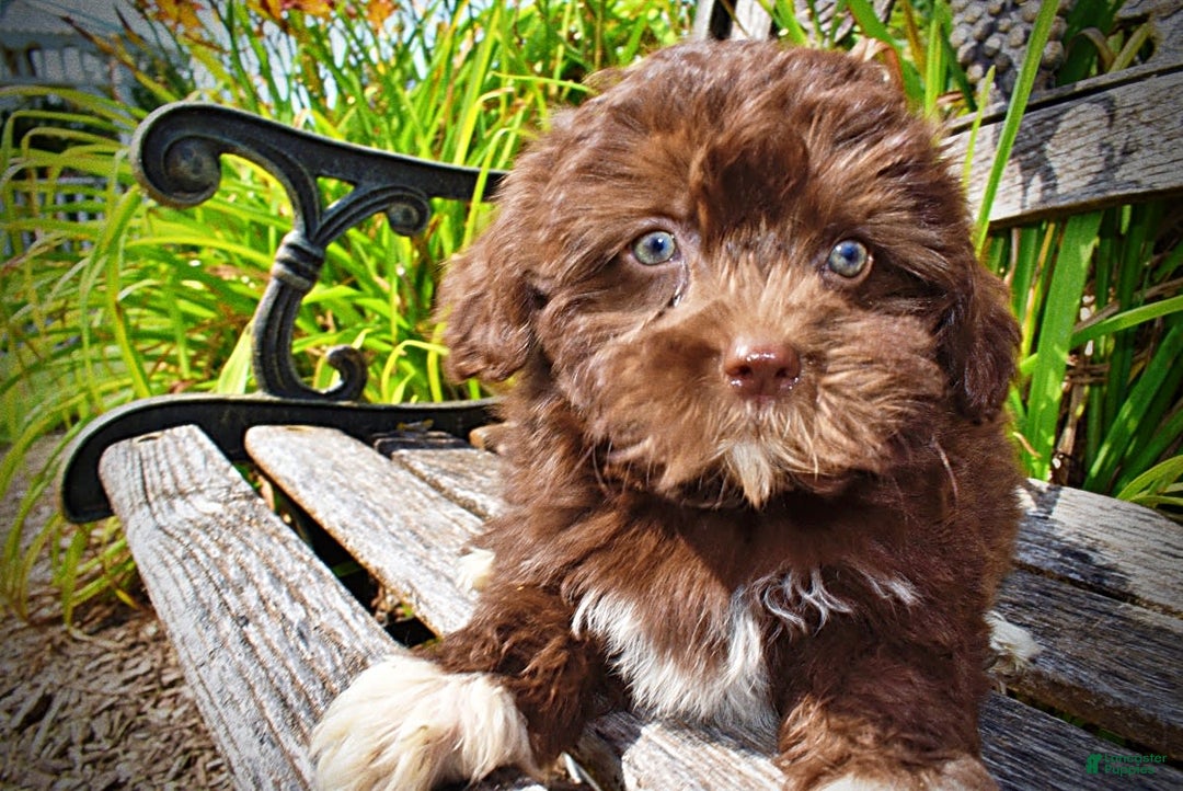 Havapoo dogs for sale: Classy - Image 7