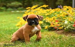 Boxer dogs for sale: Katmai - Image 3