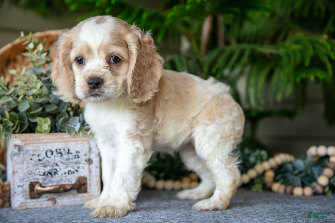 Cocker Spaniel dogs for sale: Daffodil - Image 2