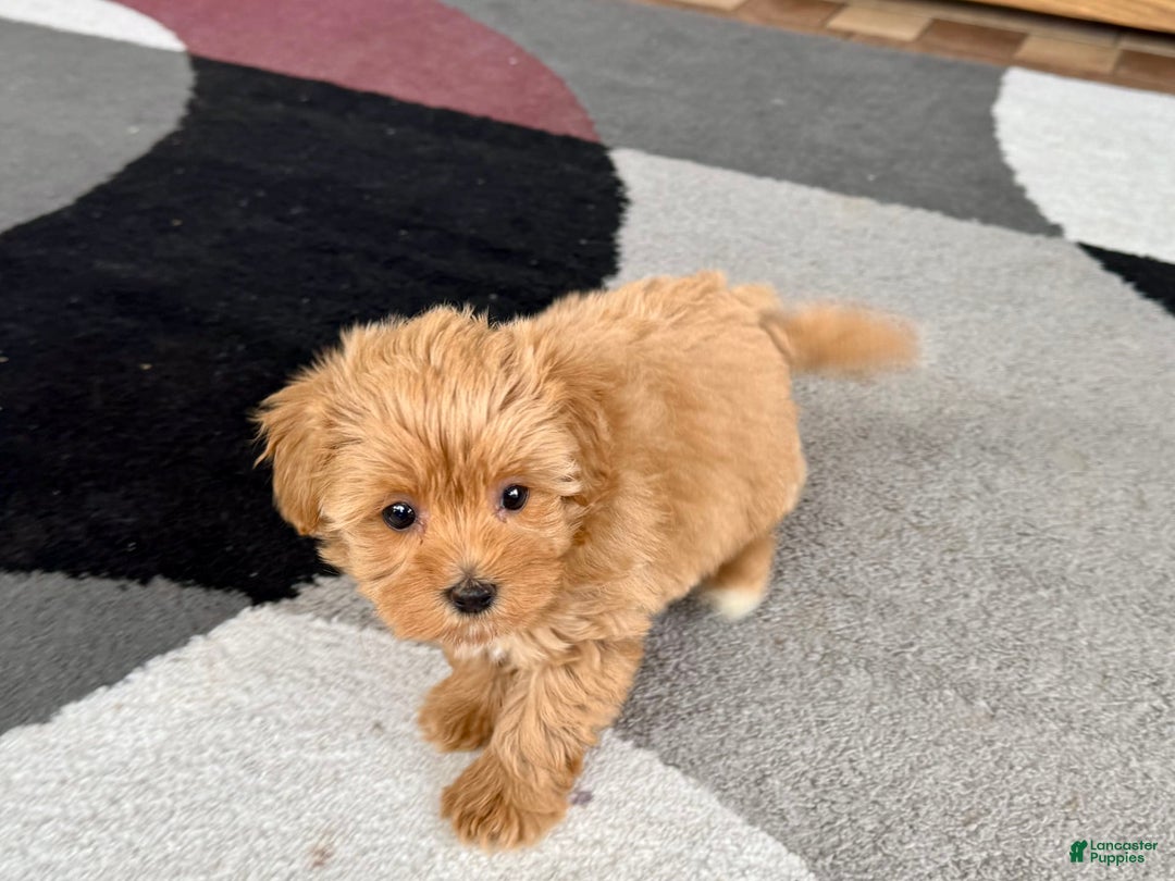 Maltipoo dogs for sale: Macon - Image 10