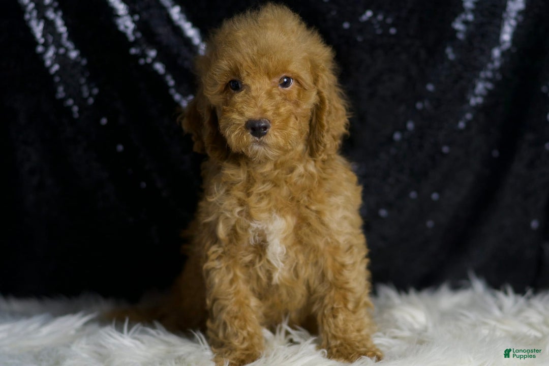 Mini Goldendoodle dogs for sale: Charger - Image 6
