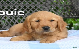 Golden Retriever dogs for sale: Louie - Image 1