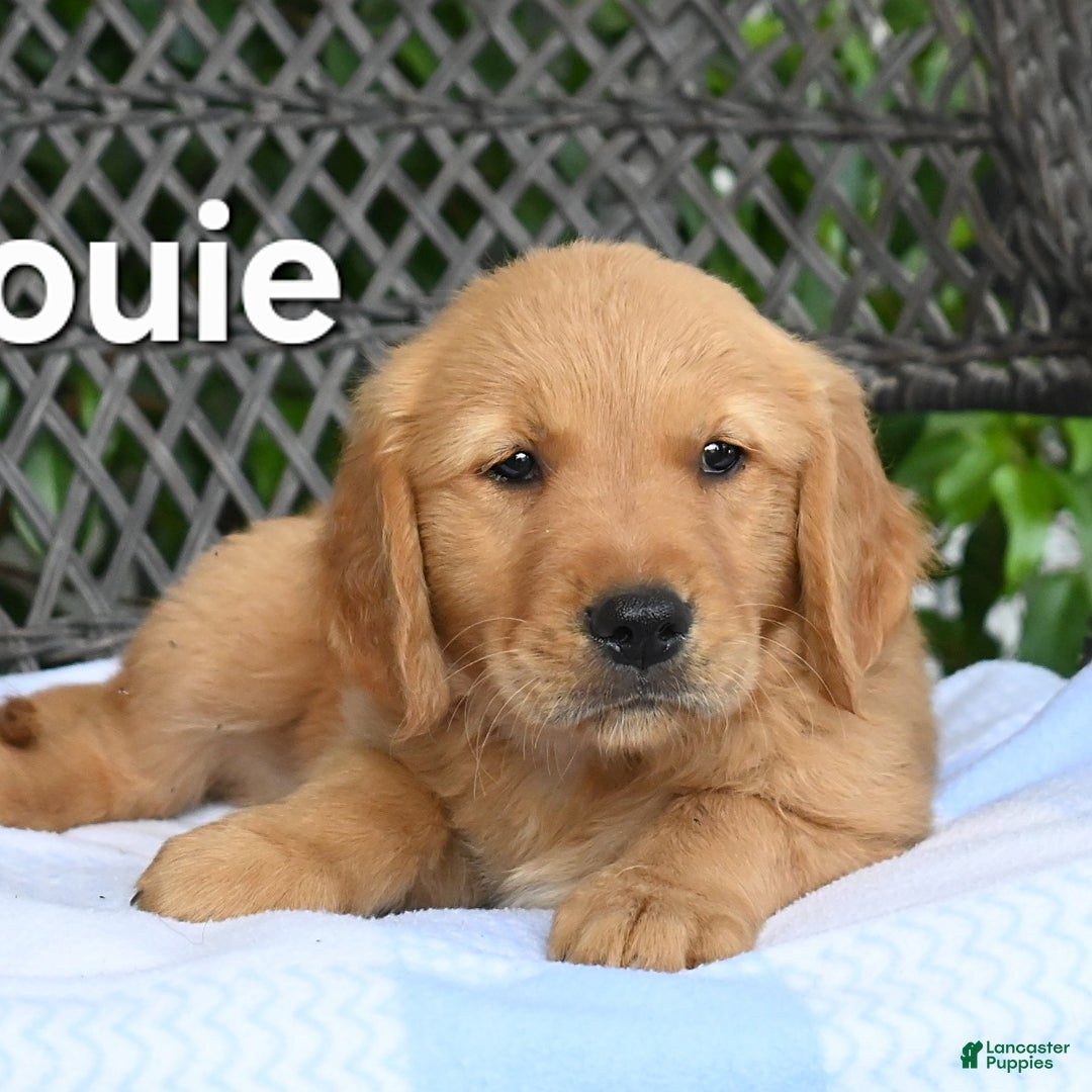 Golden Retriever dogs for sale: Louie - Image 1