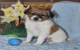 Papillon dogs for sale: Pongo - Image 1