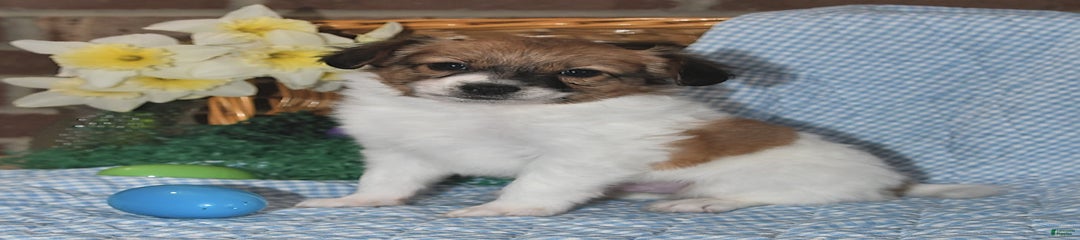 Pongo