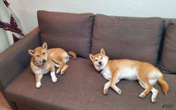 Shiba Inu dogs for sale: Lucy - Image 1