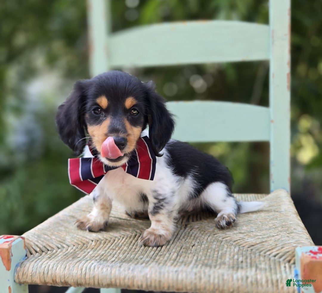 Miniature Dachshund dogs for sale: Jordan - Image 5