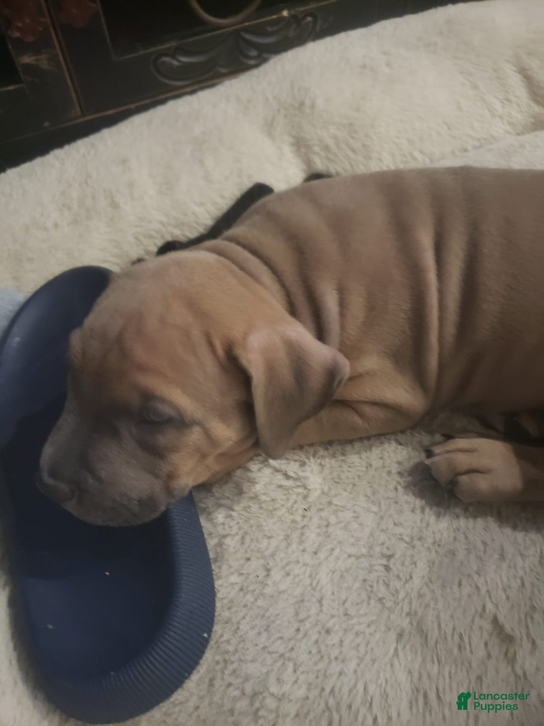 American Bully dogs for sale: Big Hoss - Image 181