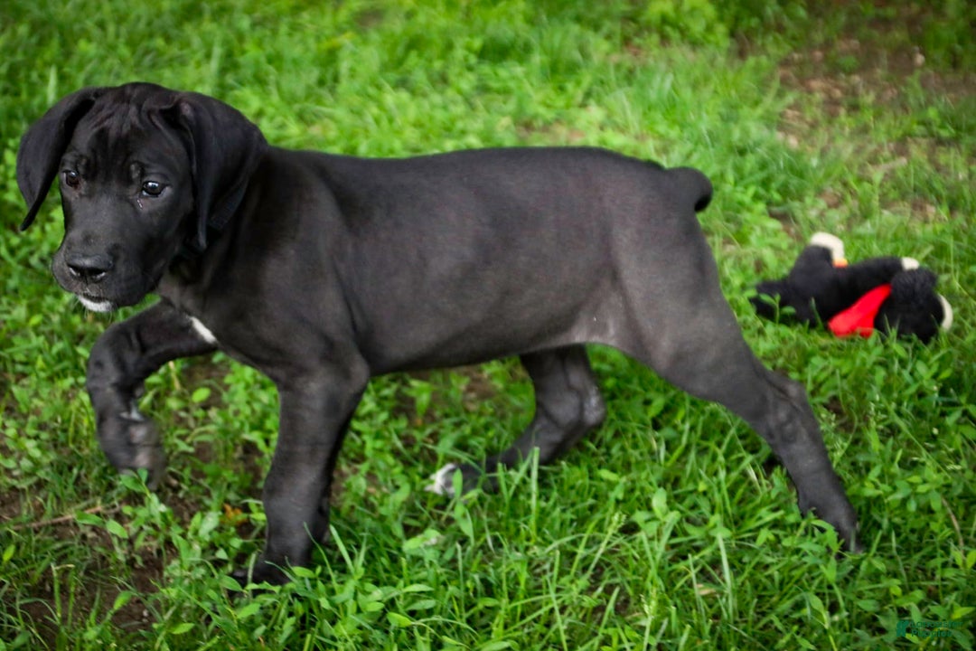 Great Dane dogs for sale: Selene - Image 17