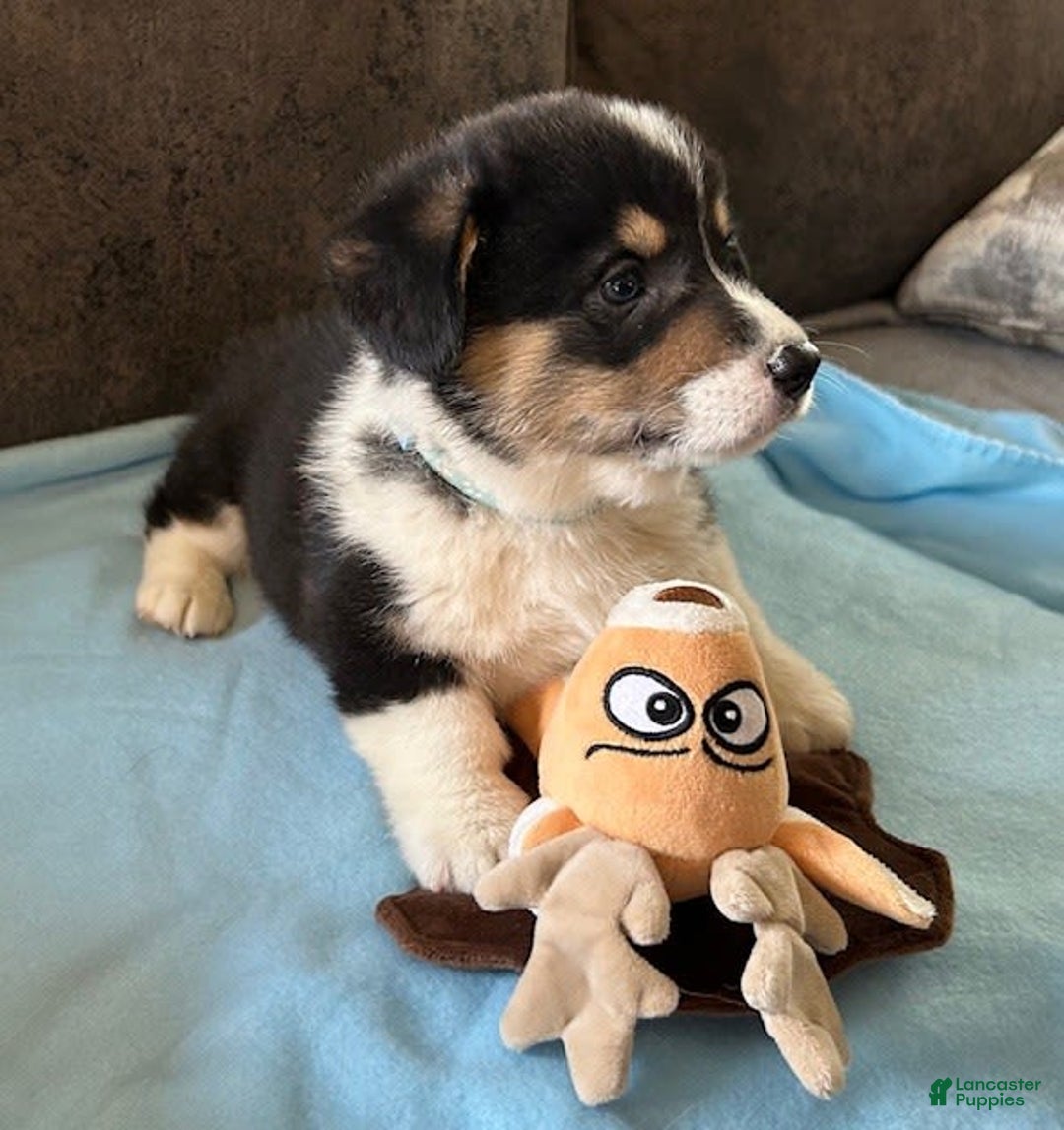Welsh Corgi Pembroke dogs for sale: Blue Collar Boy - Image 3