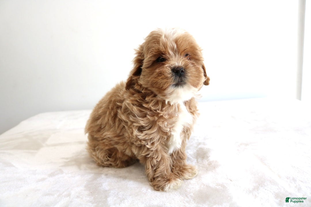 Shihpoo dogs for sale: Linc - Image 7