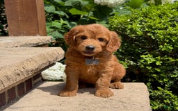 Goldendoodle dogs for sale: Jack - Image 9