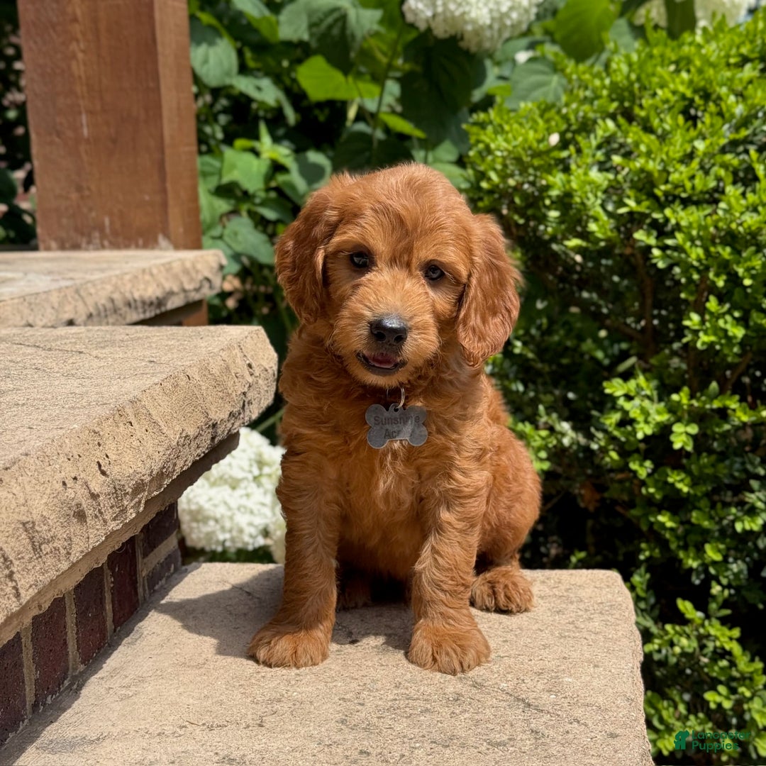 Goldendoodle dogs for sale: Jack - Image 9