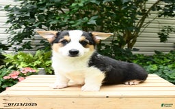 Welsh Corgi Pembroke dogs for sale: Casper - Image 8