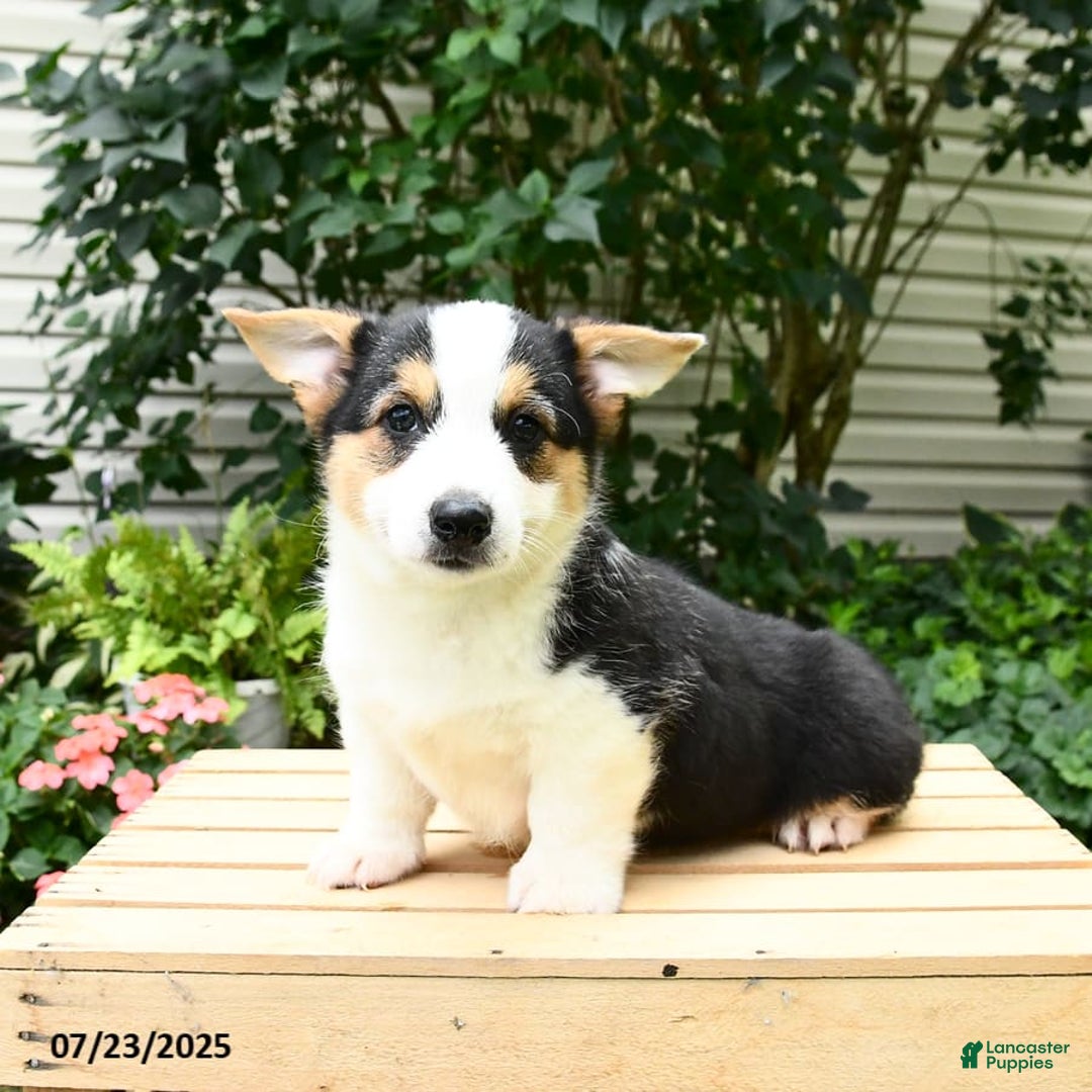 Welsh Corgi Pembroke dogs for sale: Casper - Image 8