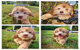 Havapoo dogs for sale: Kewtie - Image 1