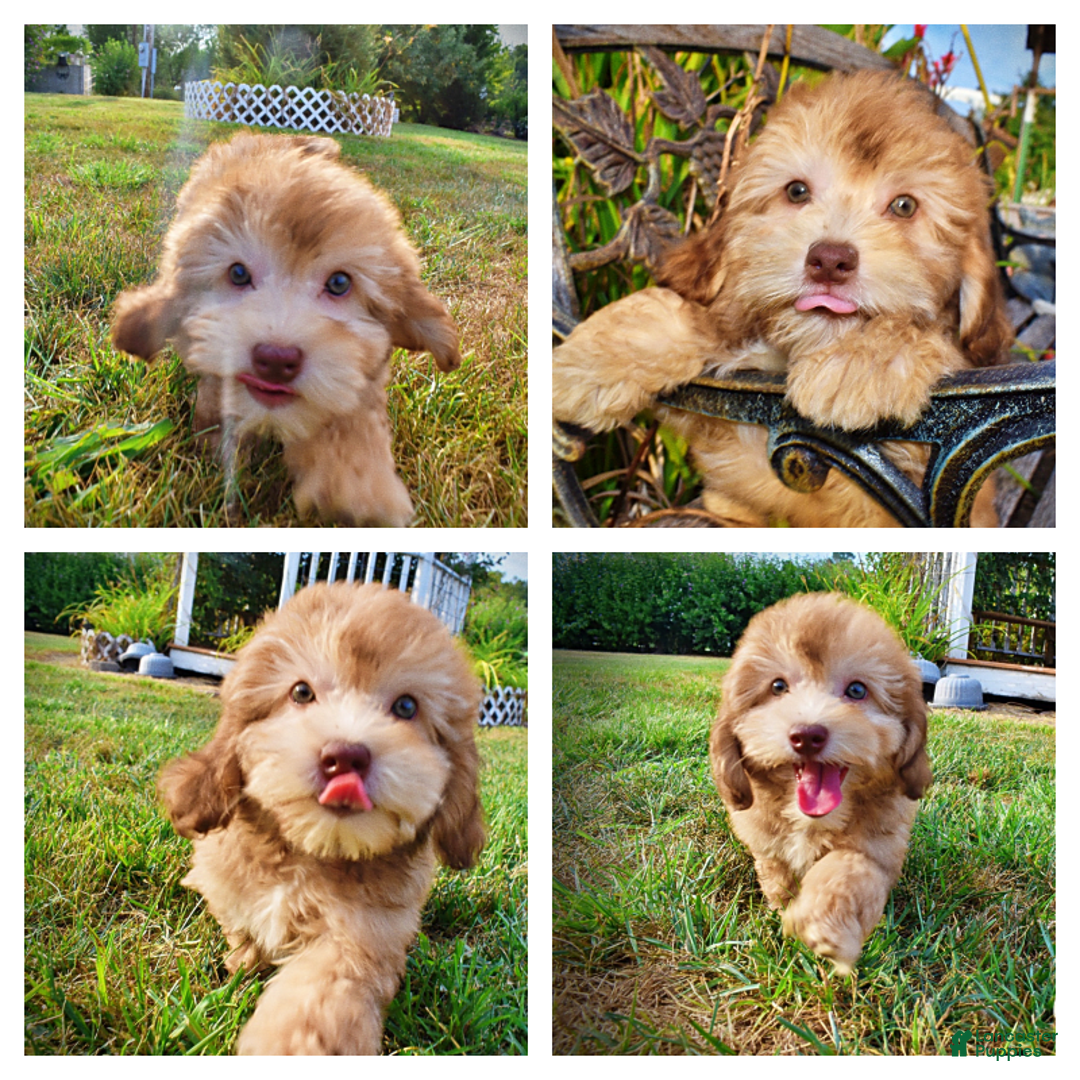 Havapoo dogs for sale: Kewtie - Image 1