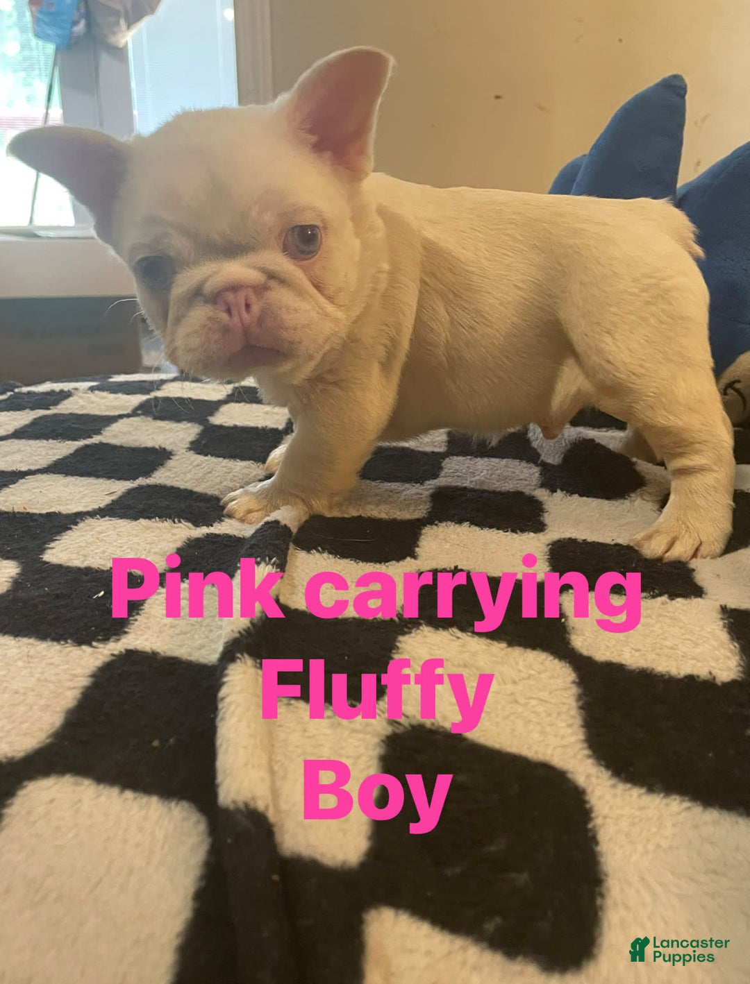 French Bulldog dogs for sale: Yang - Image 2