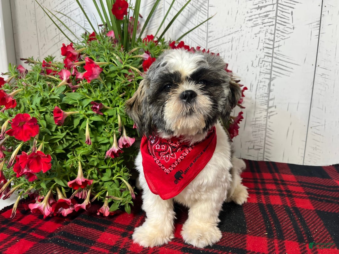 Shih Tzu dogs for sale: Simba - Image 11