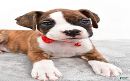 Boxer dogs for sale: Ripley - Image 7