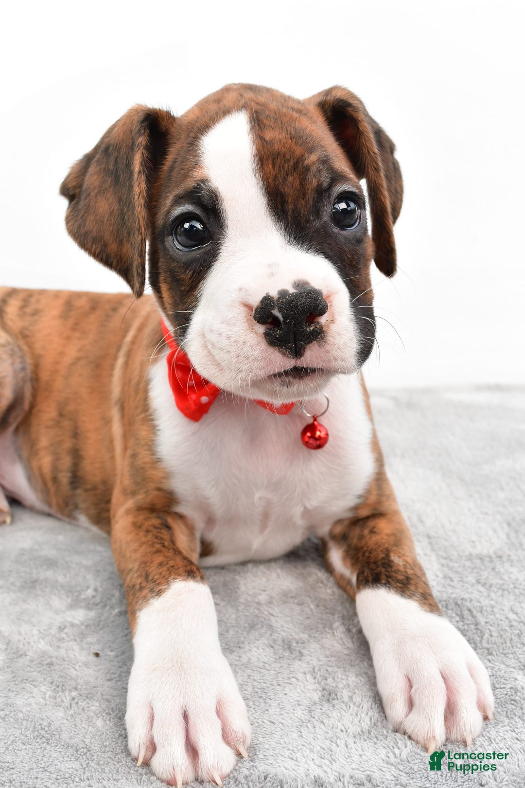 Boxer dogs for sale: Ripley - Image 7