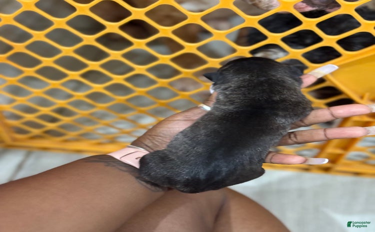 American Bully dogs for sale - Ad 2