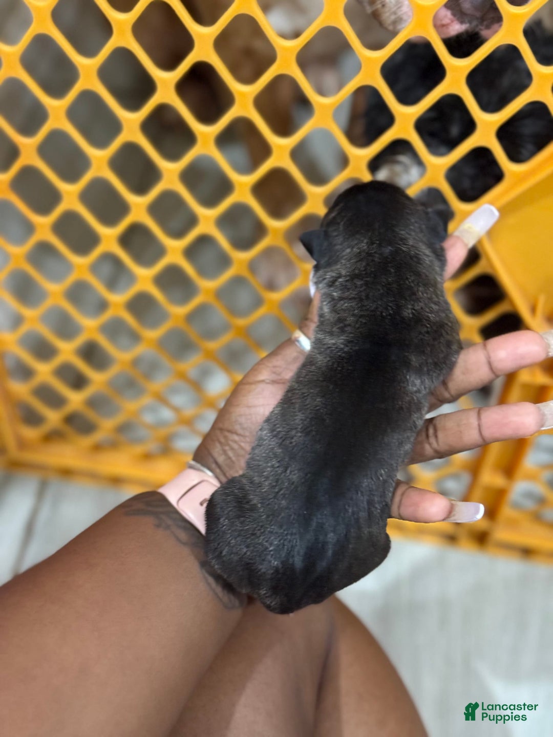 American Bully dogs for sale: Trixie - Image 1