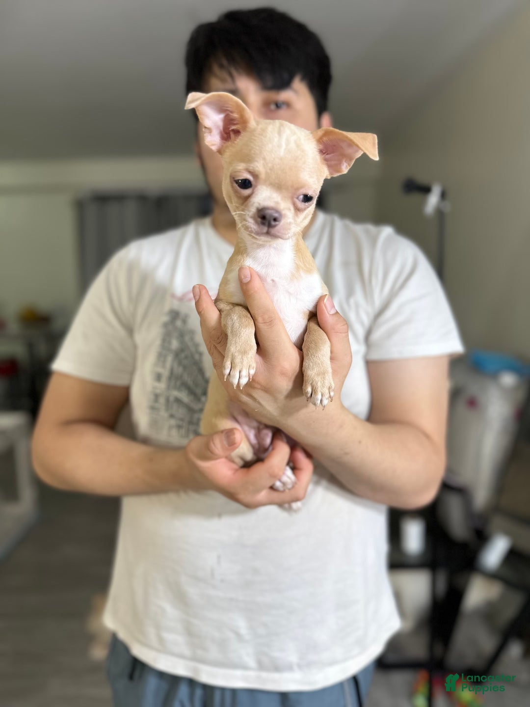 Chihuahua dogs for sale: leo - Image 1