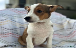 Jack Russell Terrier dogs for sale: Tilly - Image 3