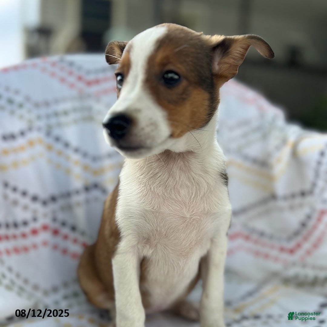 Jack Russell Terrier dogs for sale: Tilly - Image 3