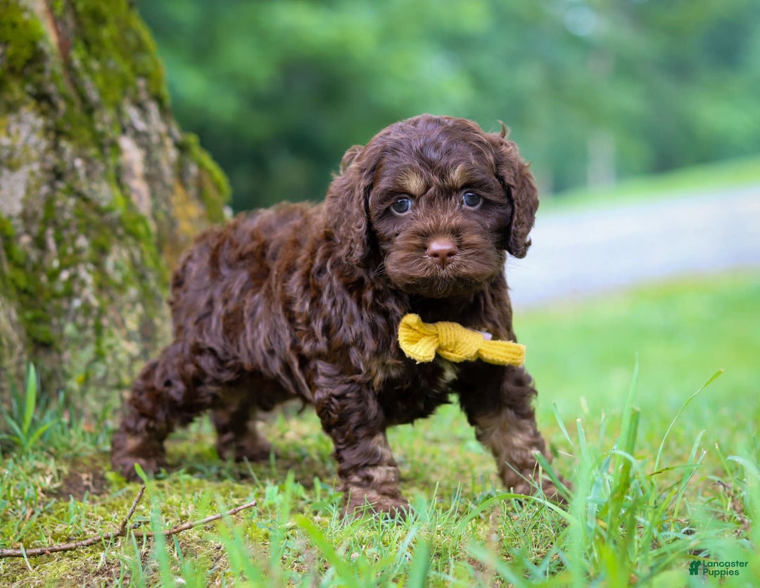 Cockapoo dogs for sale: Bruno - Image 9