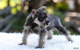 Miniature Schnauzer dogs for sale: Amber - Image 8
