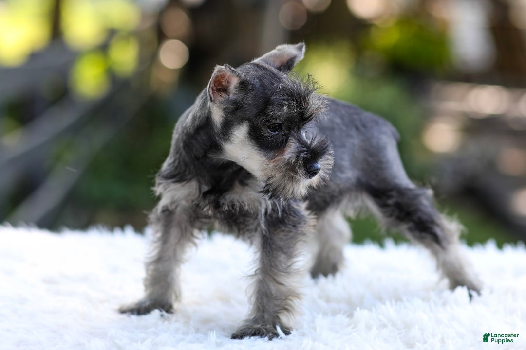 Miniature Schnauzer dogs for sale: Amber - Image 8