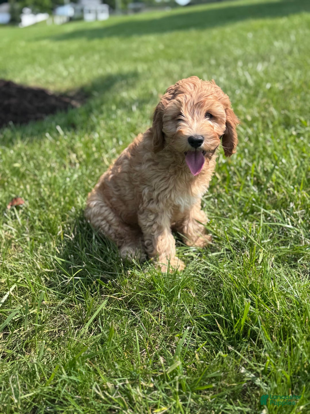 Cavapoo dogs for sale: Wallon - Image 4