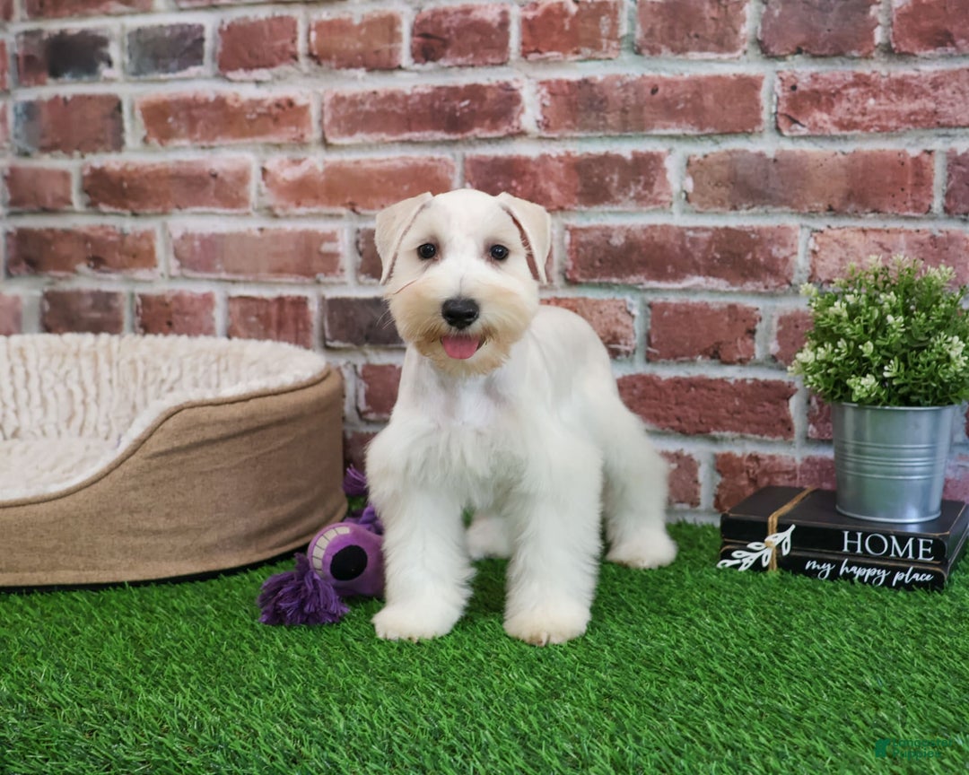 Miniature Schnauzer dogs for sale: Miniature Schnauzer 6 puppies - Image 15